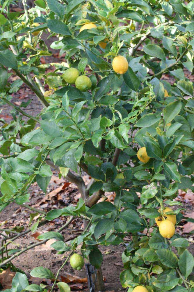            Habit (Corona Foothill, Riverside, CA)   